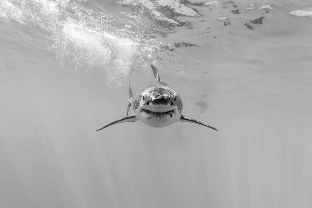 картина-постер Черно-белый силуэт приближающейся акулы