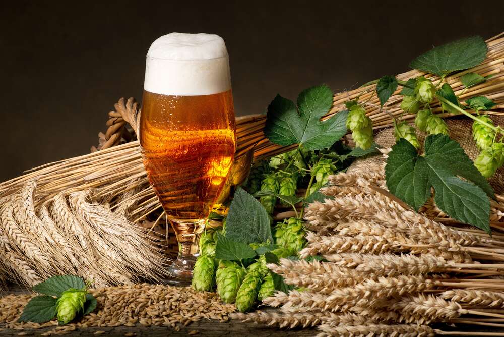 картина-постер Стакан янтарного пива среди снопов пшеницы, ячменя и зеленых головок хмеля