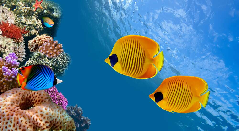 картина-постер Жовті риби-метелики плавають серед острова коралів