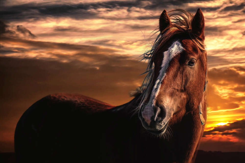 картина-постер Силуэт гнедой лошади с белой меткой на голове