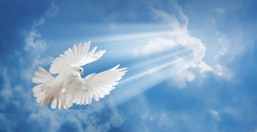 картина-постер Белокрылый голубь в лучах солнца поднимается в небо