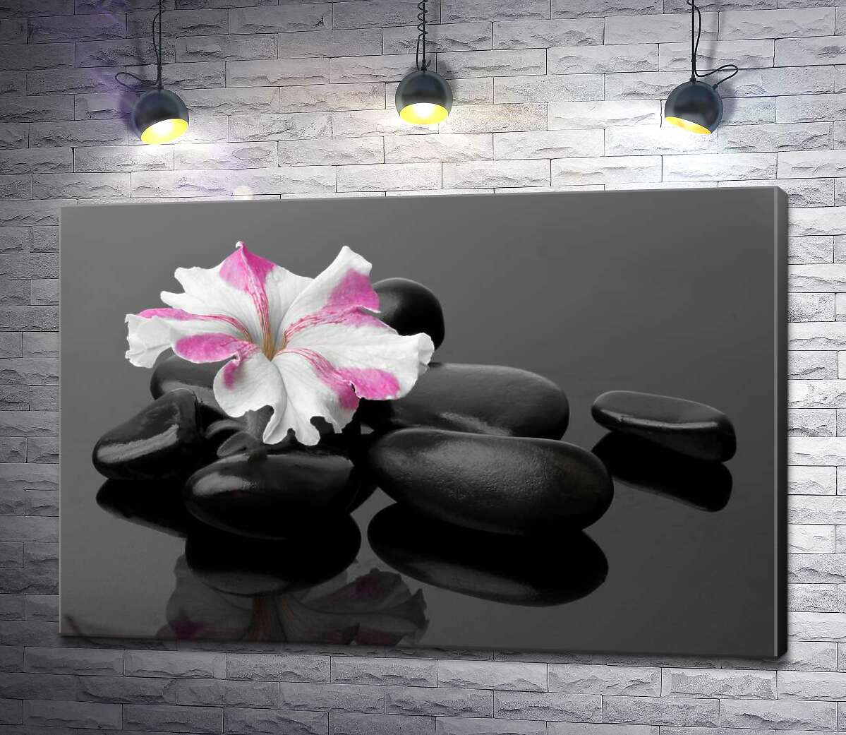 картина Рожево-біла квітка примули лежить на чорному камінні