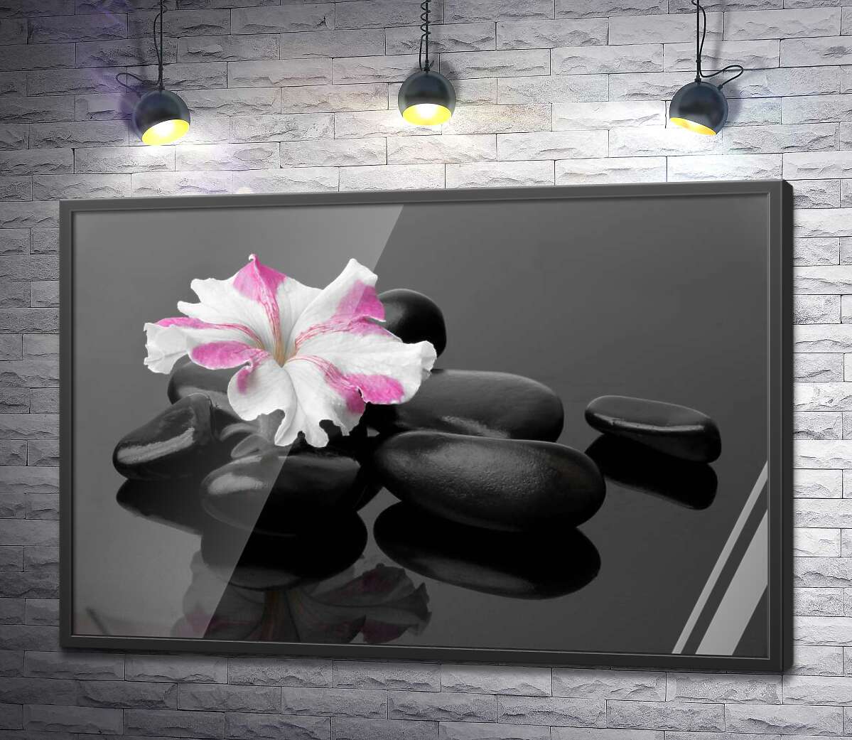 постер Розово-белый цветок примулы лежит на черных камнях