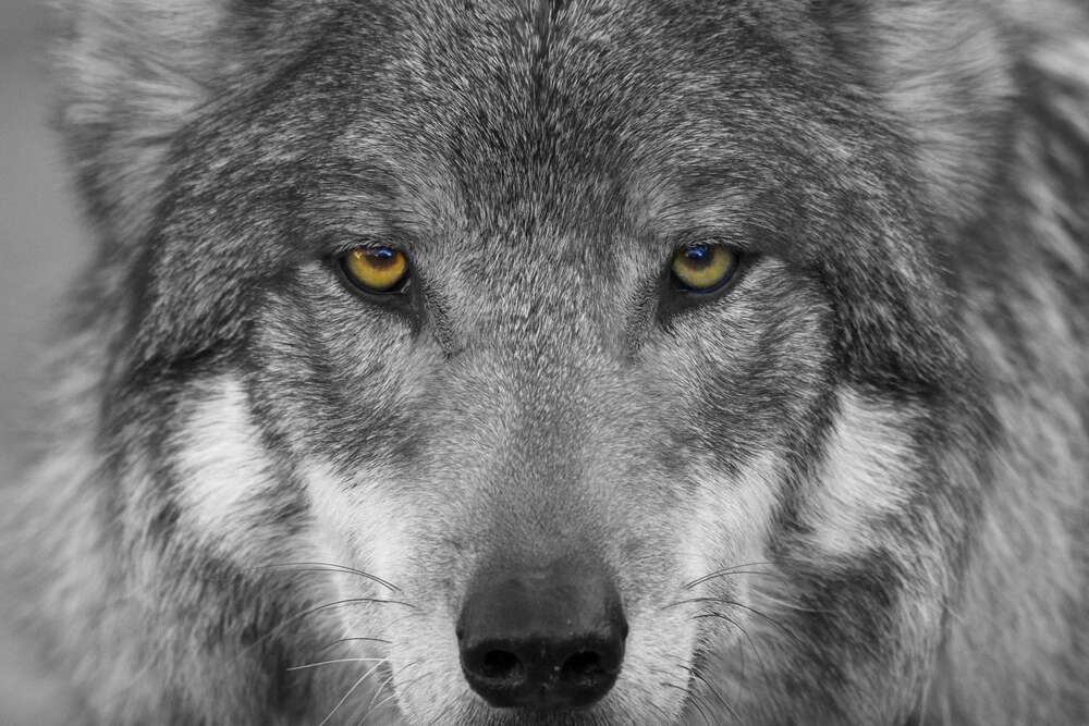 картина-постер Уверенный взгляд серого волка
