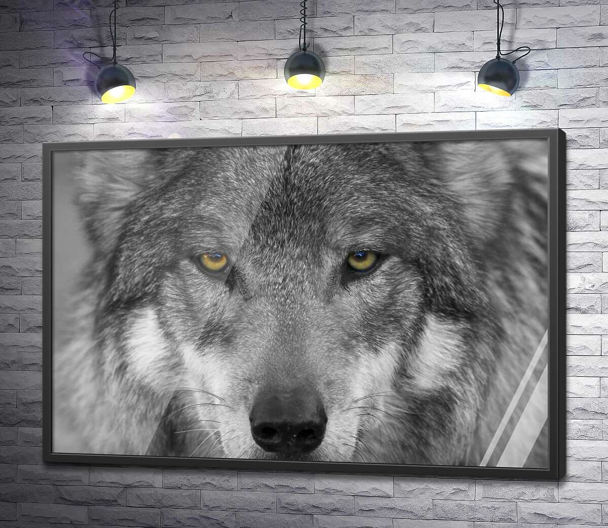 постер Впевнений погляд сірого вовка