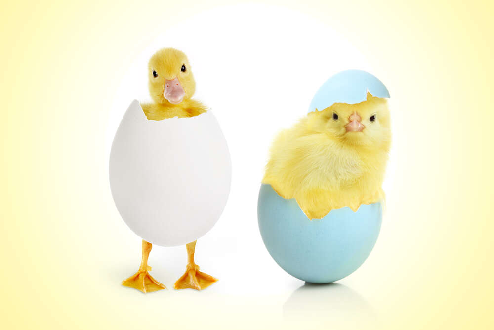 картина-постер Пушистые утенок и цыпленок вылупились из яиц