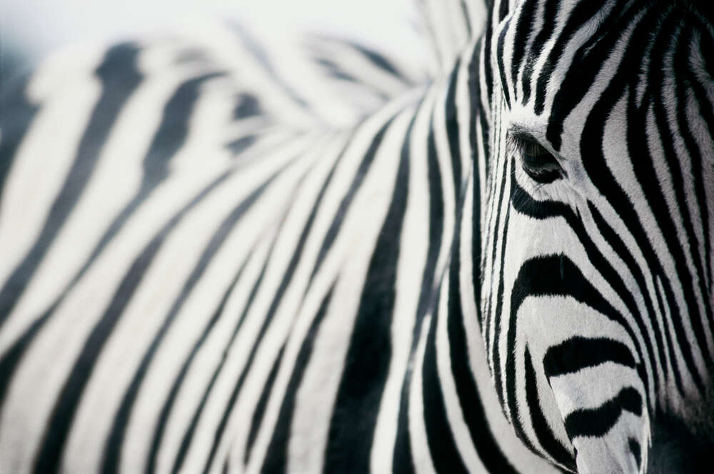 картина-постер Черно-белые полоски зебры