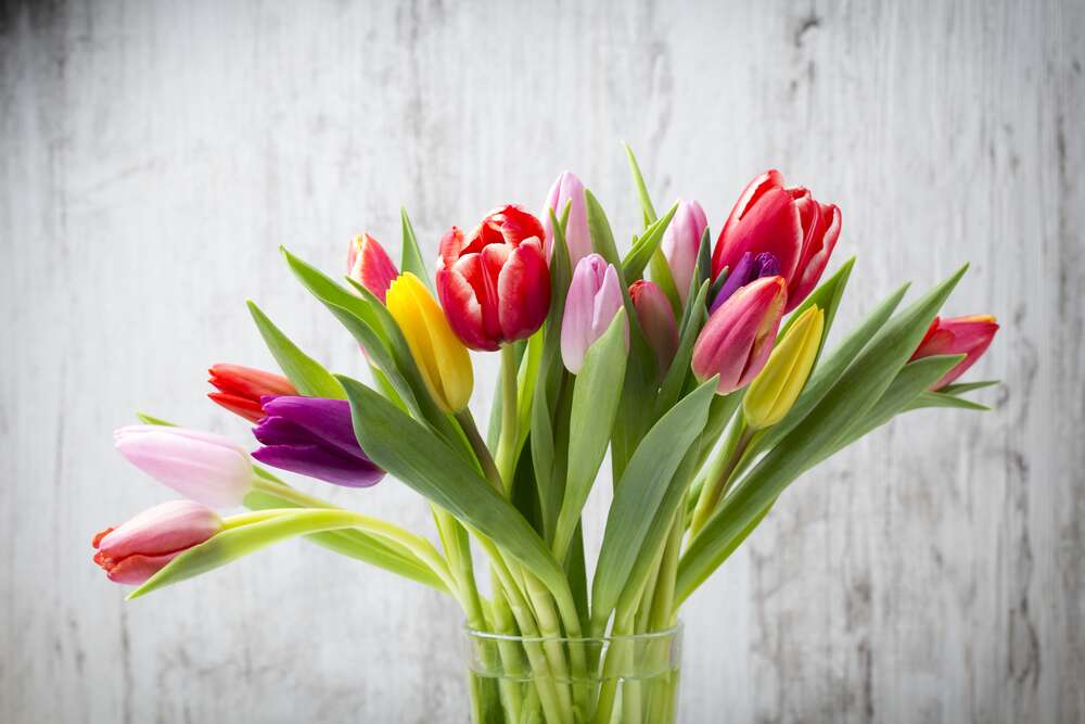 картина-постер Кольоровий букет весняних тюльпанів