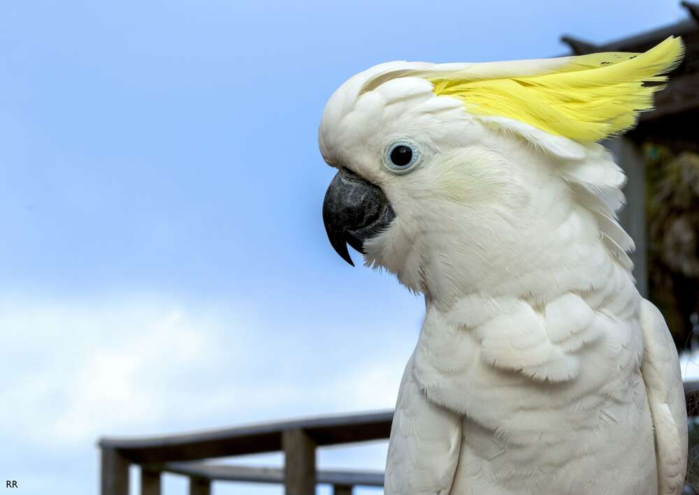 картина-постер Белый попугай какаду с желтой челкой