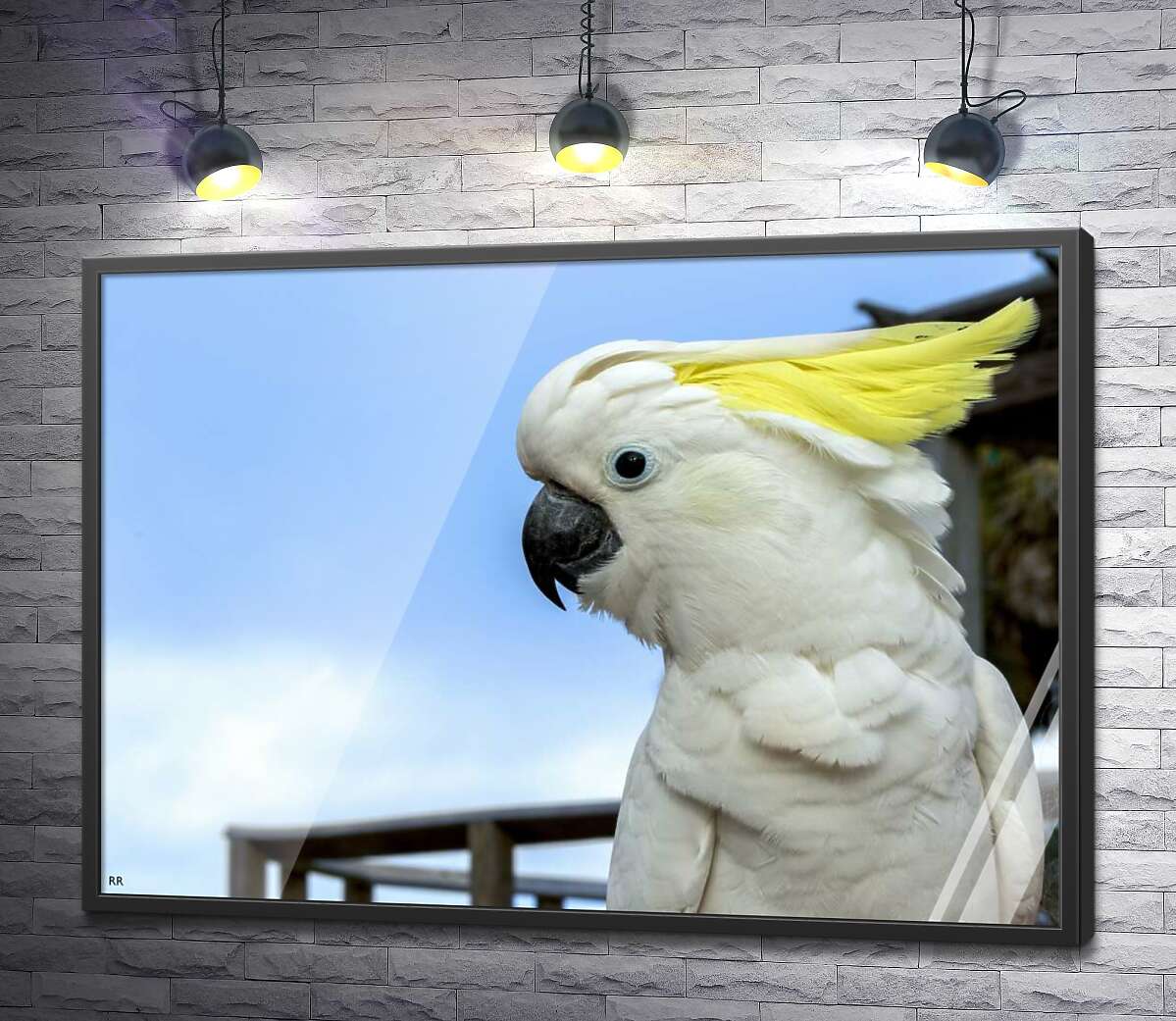 постер Білий папуга какаду з жовтим чубом