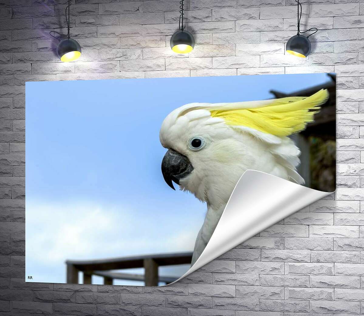 печать Белый попугай какаду с желтой челкой