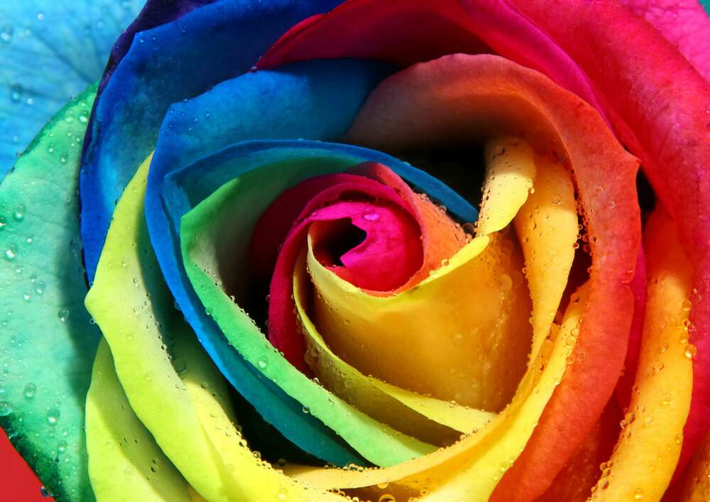 картина-постер Бутон радужной розы