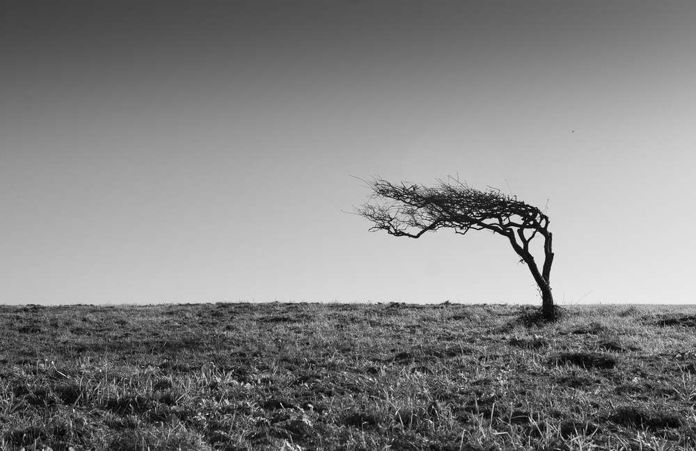 картина-постер Одинокое дерево стоит среди поля