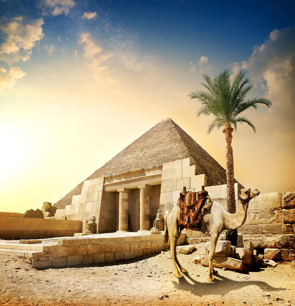 картина-постер Верблюд ждет хозяина у пирамиды
