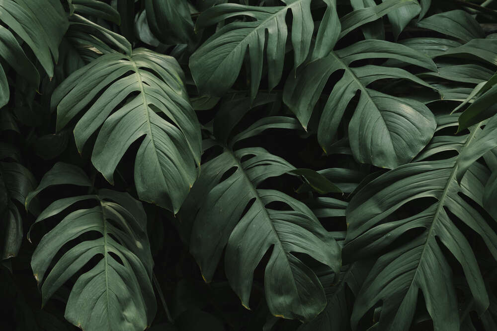 картина-постер Ажурные листья тропической лианы монстеры