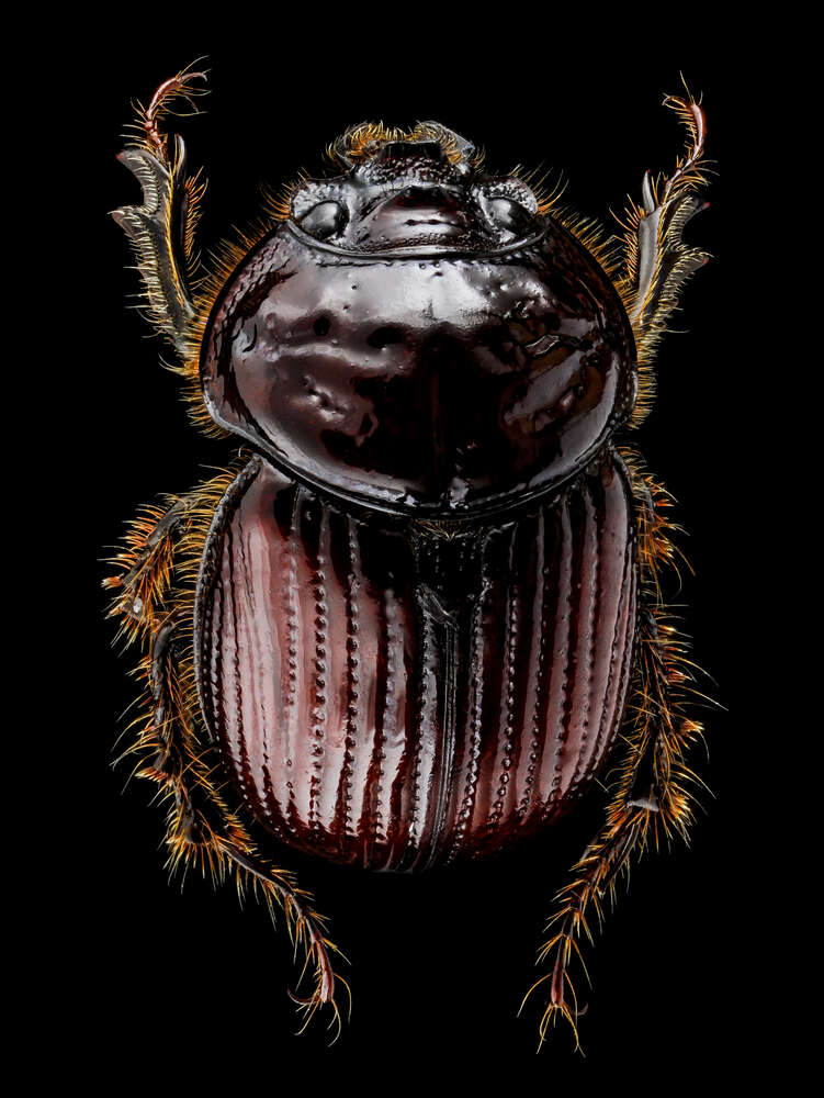 картина-постер Коричневая поверхность панциря жука онтофага