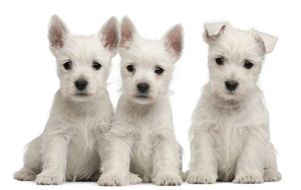 картина-постер Три белых щенка мило сидят