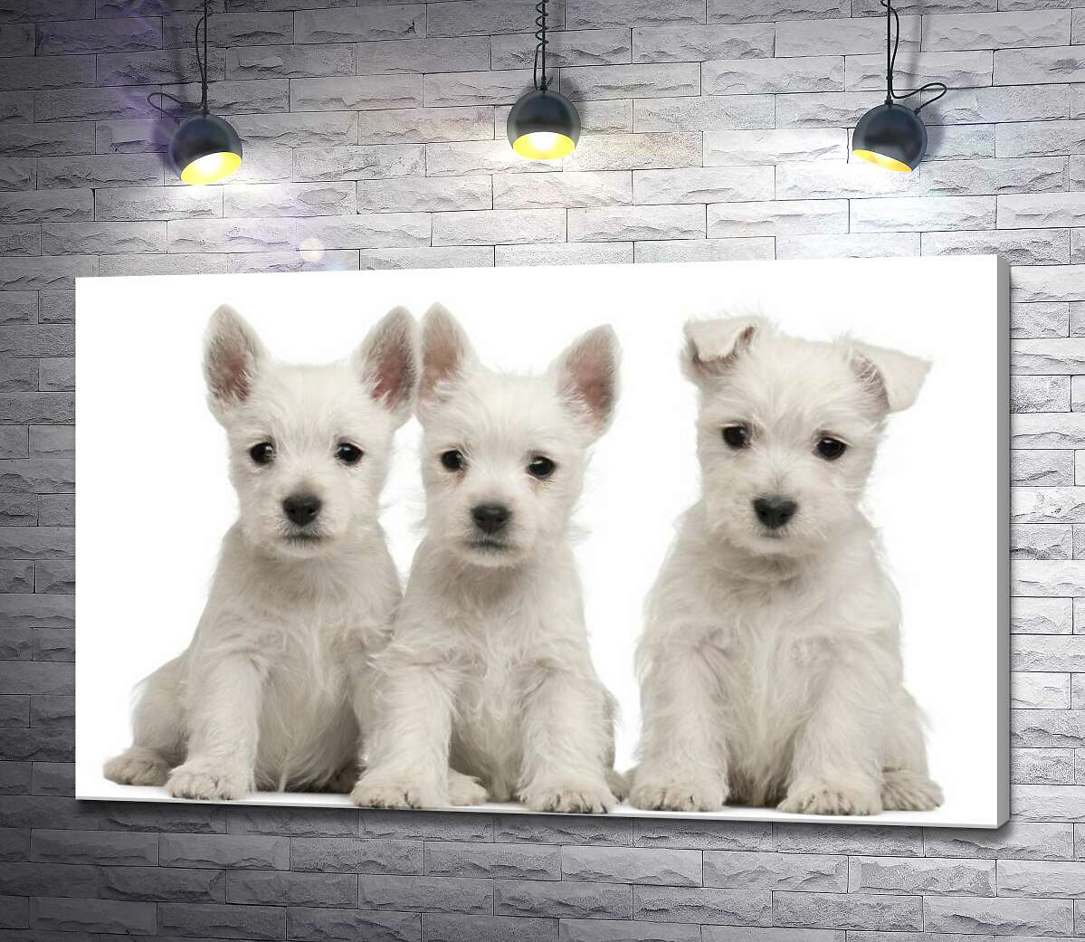 картина Три белых щенка мило сидят