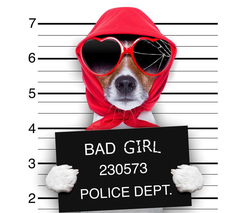 картина-постер Кокетливая собака в платочке и очках - "Bad girl"
