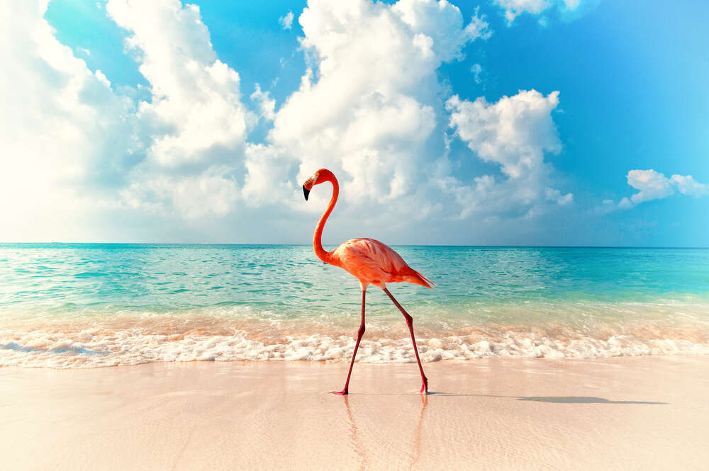 картина-постер Фламинго гуляет по берегу моря