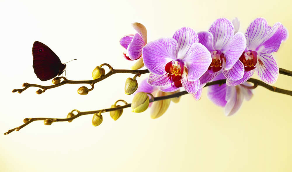 картина-постер Красная бабочка села на бутон сиреневой орхидеи