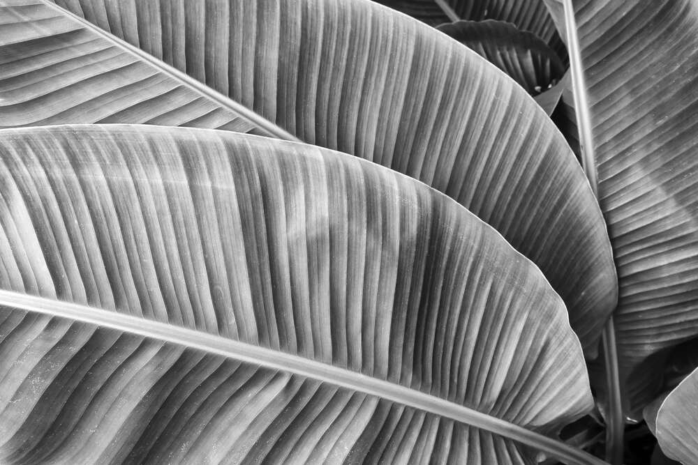 картина-постер Черно-белые оттенки пальмовых листьев