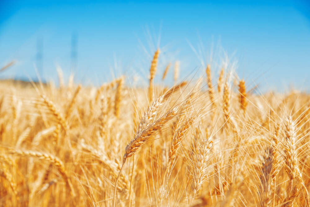 картина-постер Золотая пшеница колосится на солнце