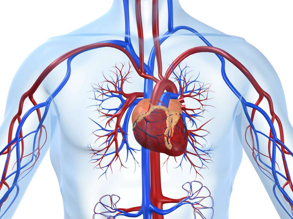 картина-постер Серце в центрі кровоносної системи людини