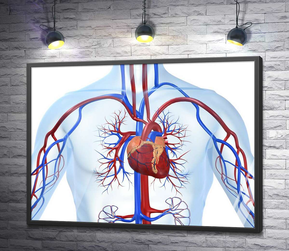 постер Серце в центрі кровоносної системи людини