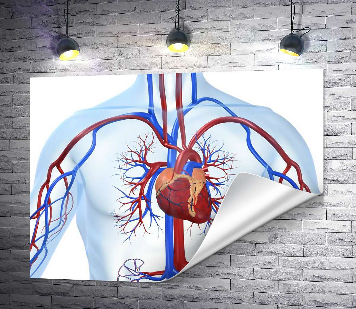 печать Сердце в центре кровеносной системы человека