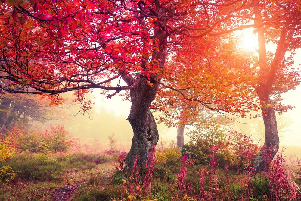 картина-постер Солнечный свет подчеркивает красное пламя листьев на деревьях