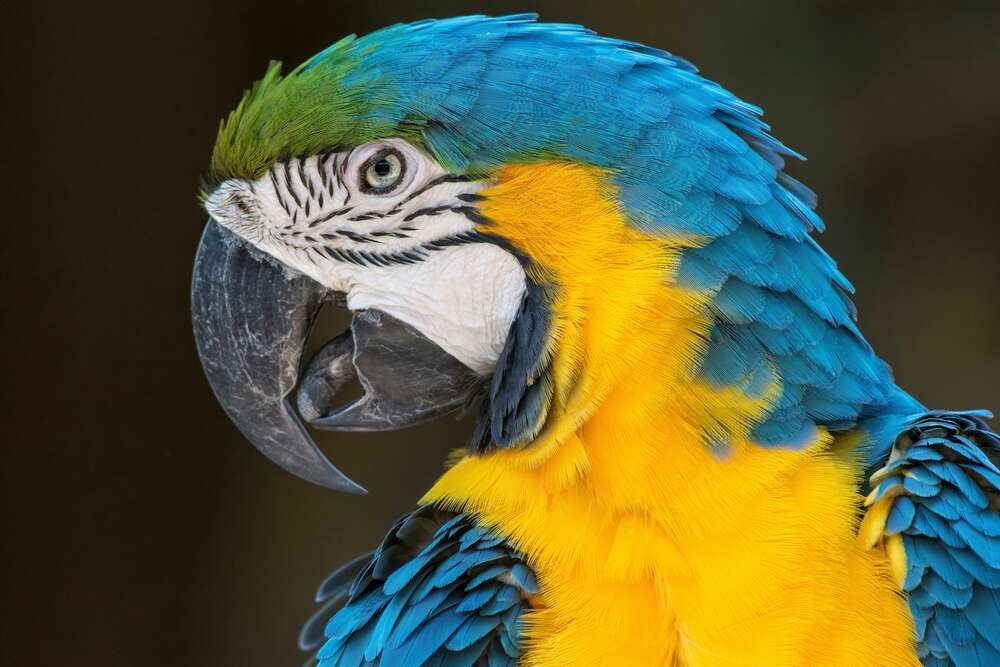 картина-постер Блакитно-жовтий профіль папуги ара