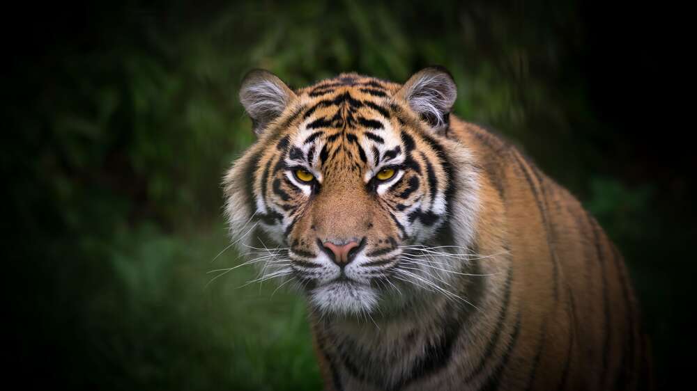 картина-постер Бенгальский тигр тихо приближается