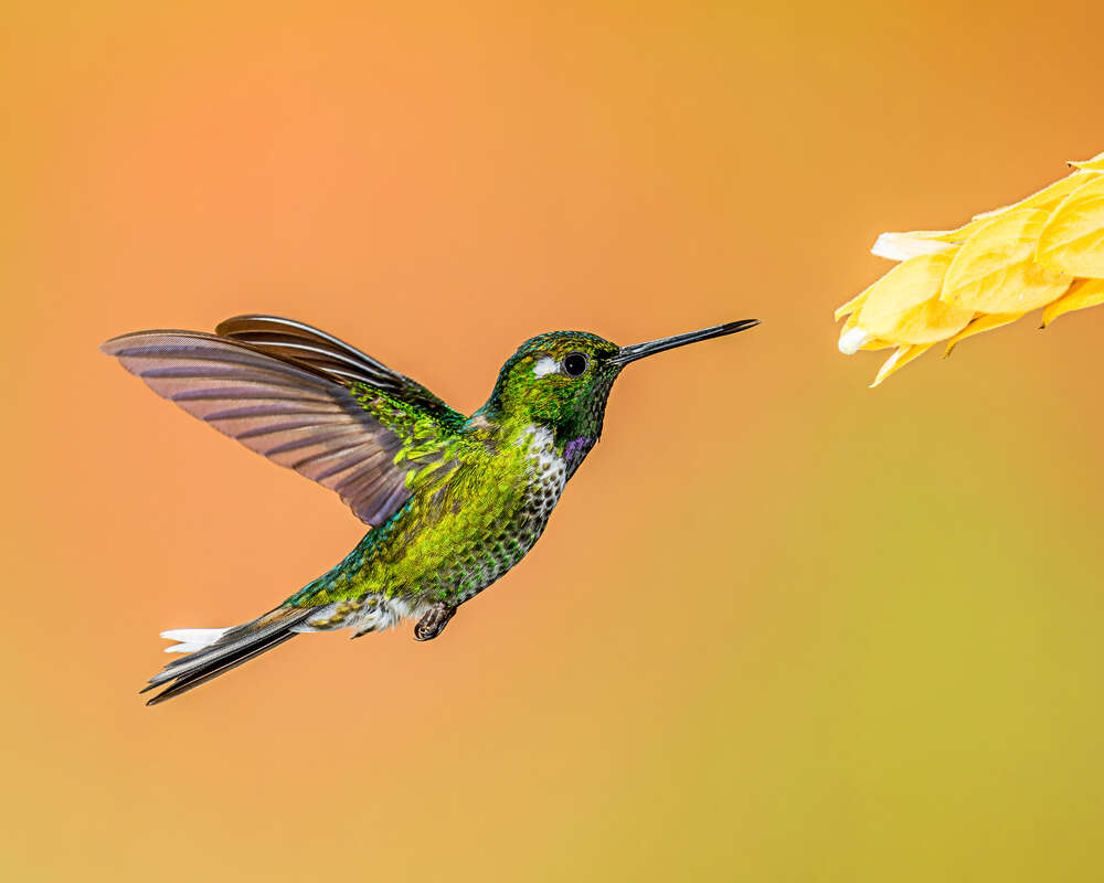 картина-постер Изумрудный колибри летит к цветку