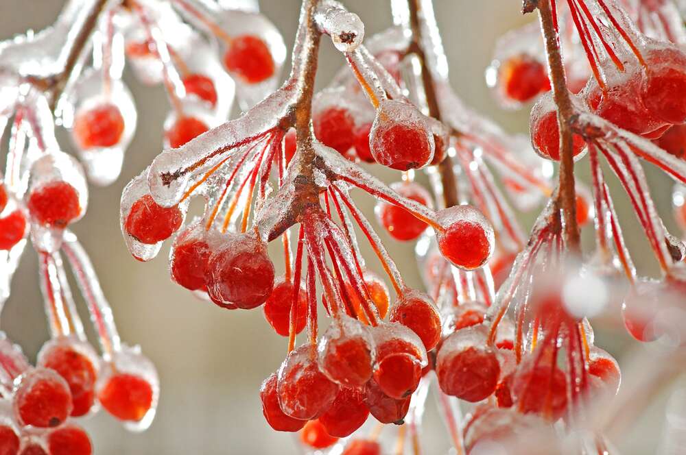 картина-постер Красные ягоды калины покрылись льдом