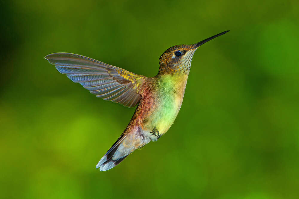 картина-постер Ажурные крылышки неутомимого колибри
