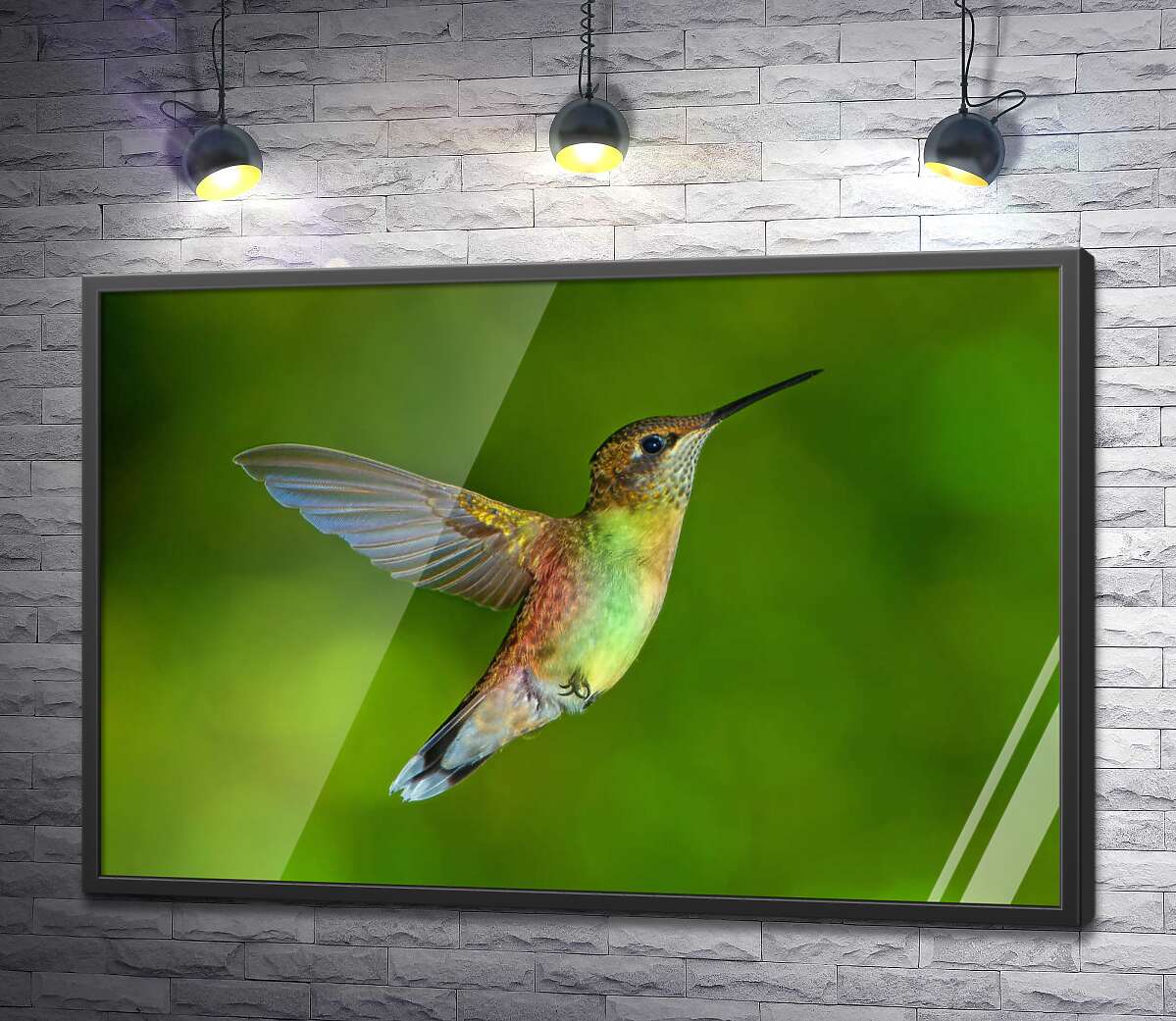 постер Ажурные крылышки неутомимого колибри