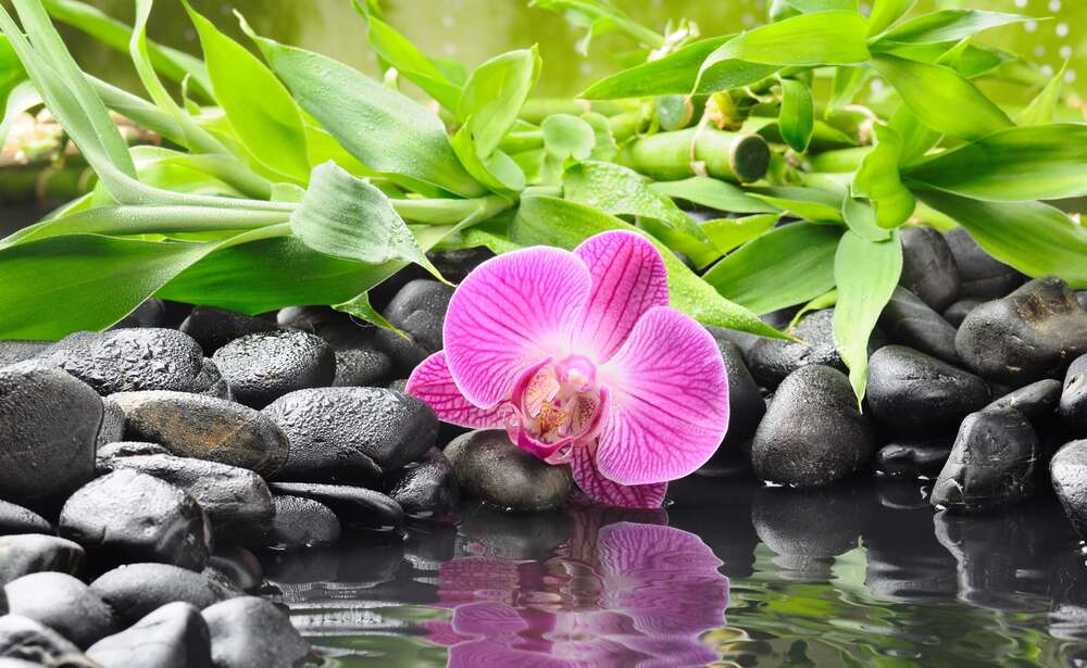 картина-постер Релакс біля води з кам'янистим берегом, орхідеєю та бамбуком