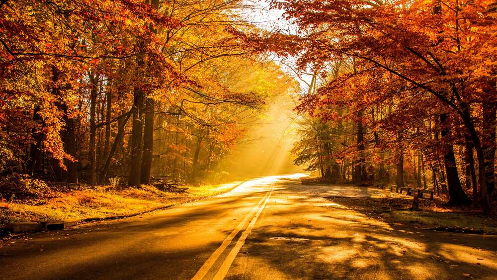 картина-постер Сонячне проміння пробивається ниточками крізь осіннє листя на дорогу