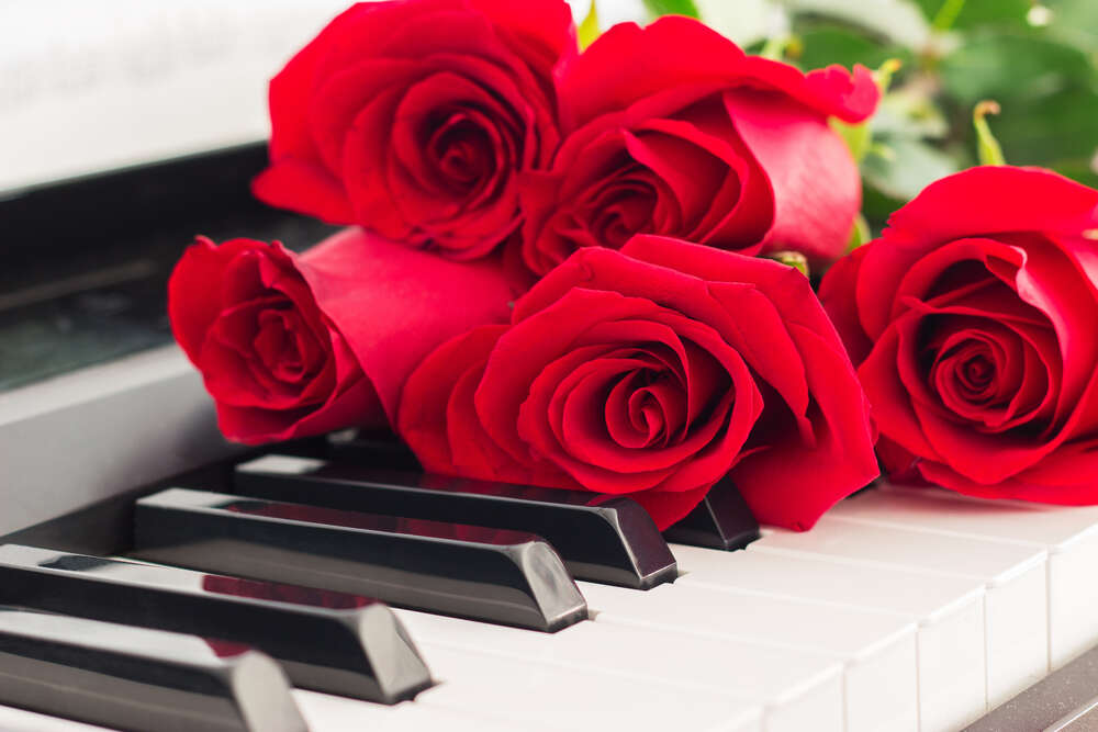 картина-постер Нежные лепестки роз касаются мелодичных клавиш белого фортепиано