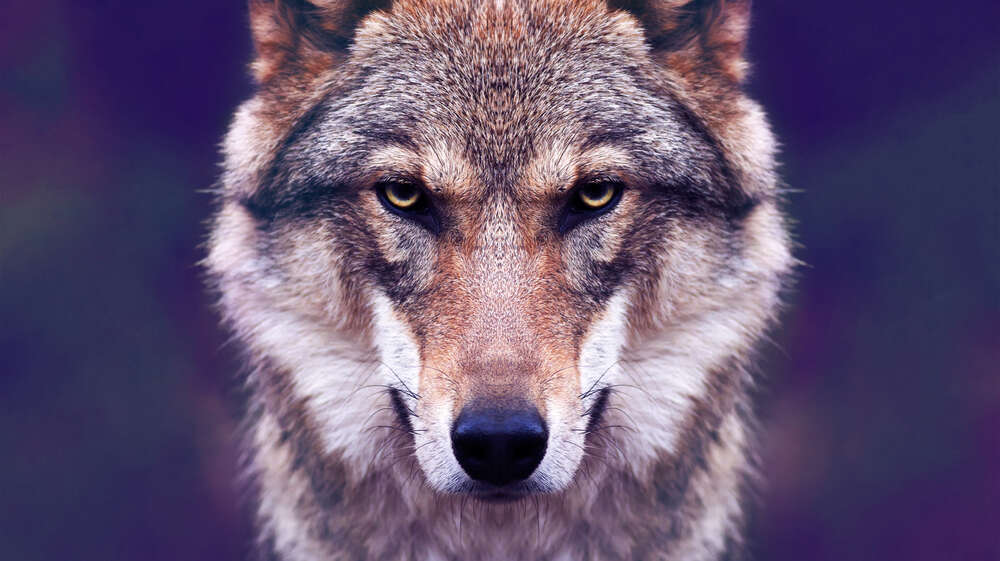 картина-постер Суровый взгляд волка