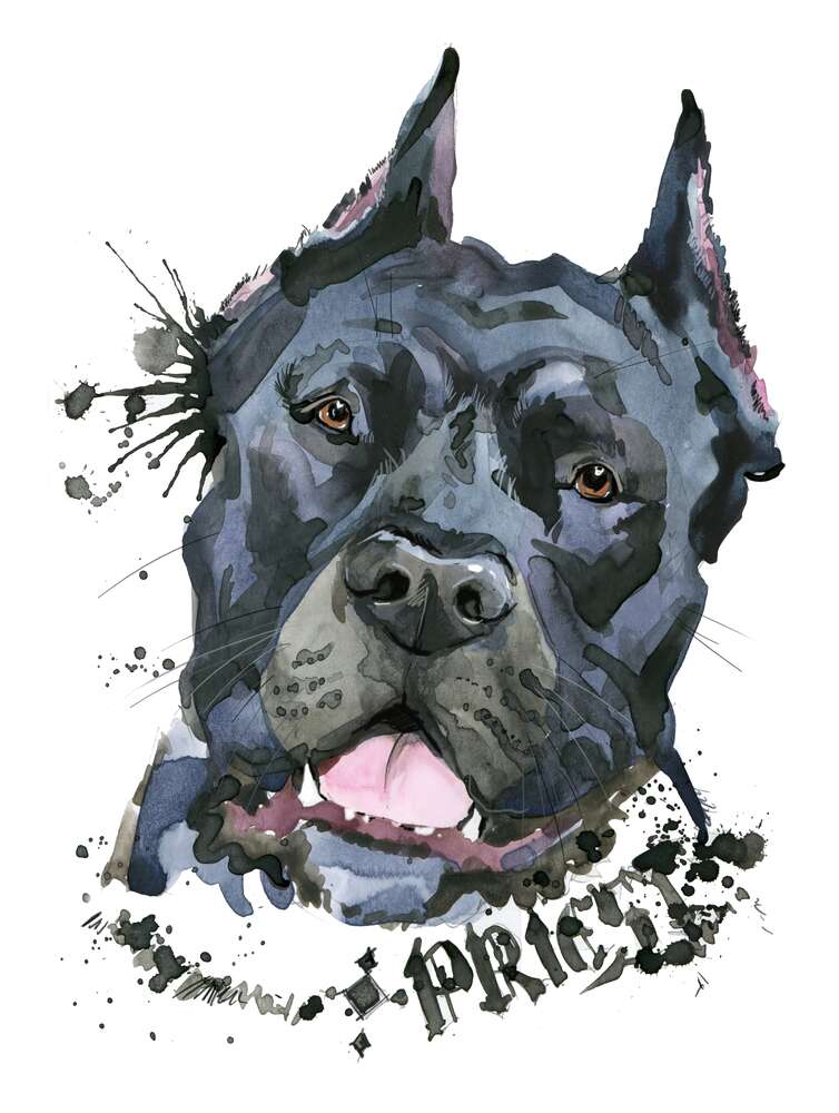 картина-постер Черная бойцовская собака породы кане-корсо
