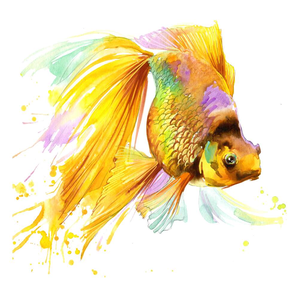 картина-постер Цветной блеск чешуи золотой рыбки