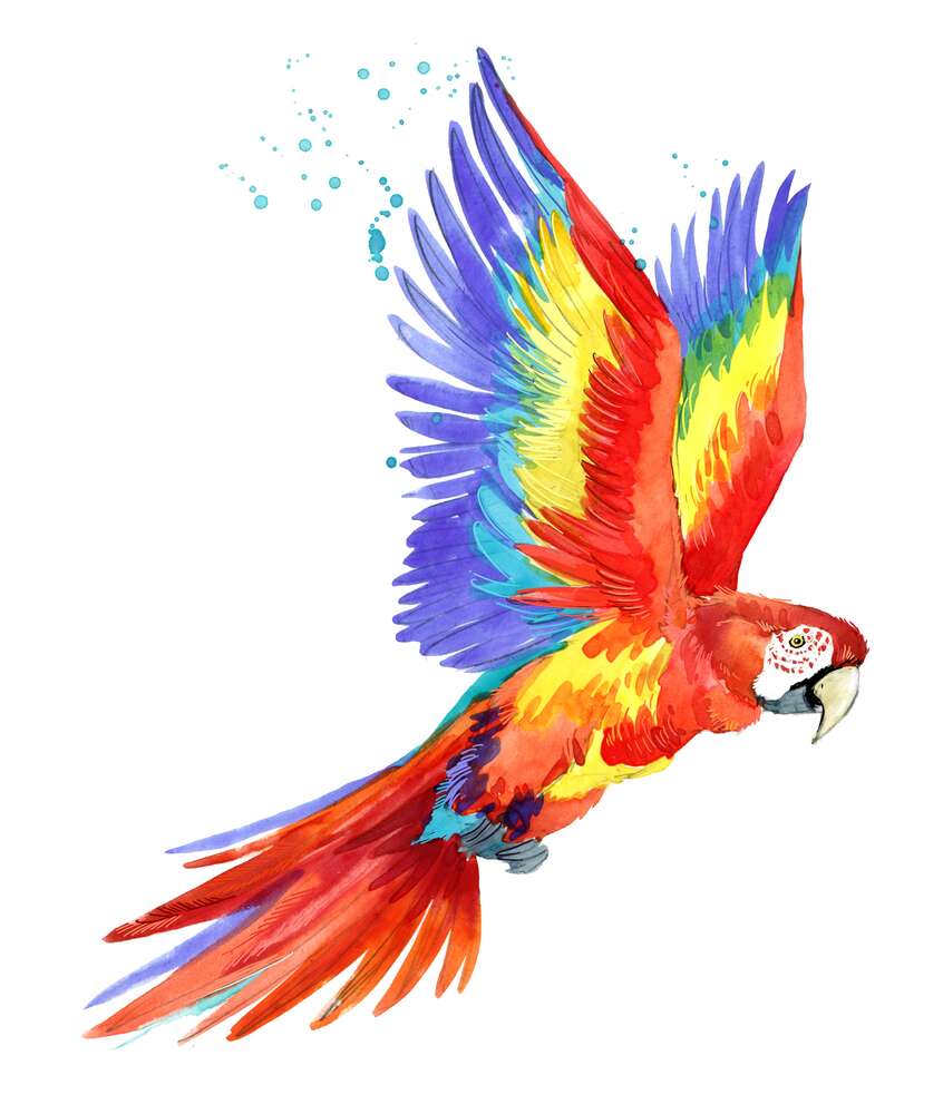 картина-постер Красный попугай ара поднял крылья в полете
