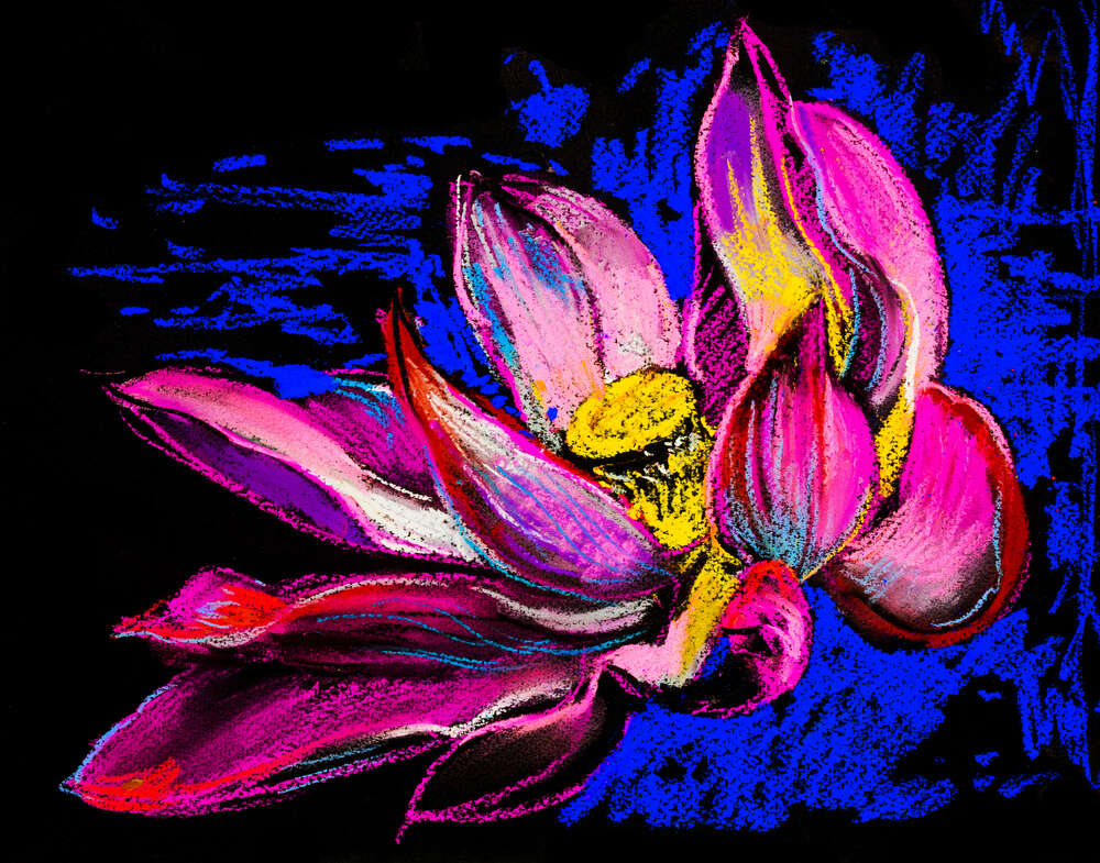 картина-постер Розовый цветок кувшинки раскрывает лепестки над водой