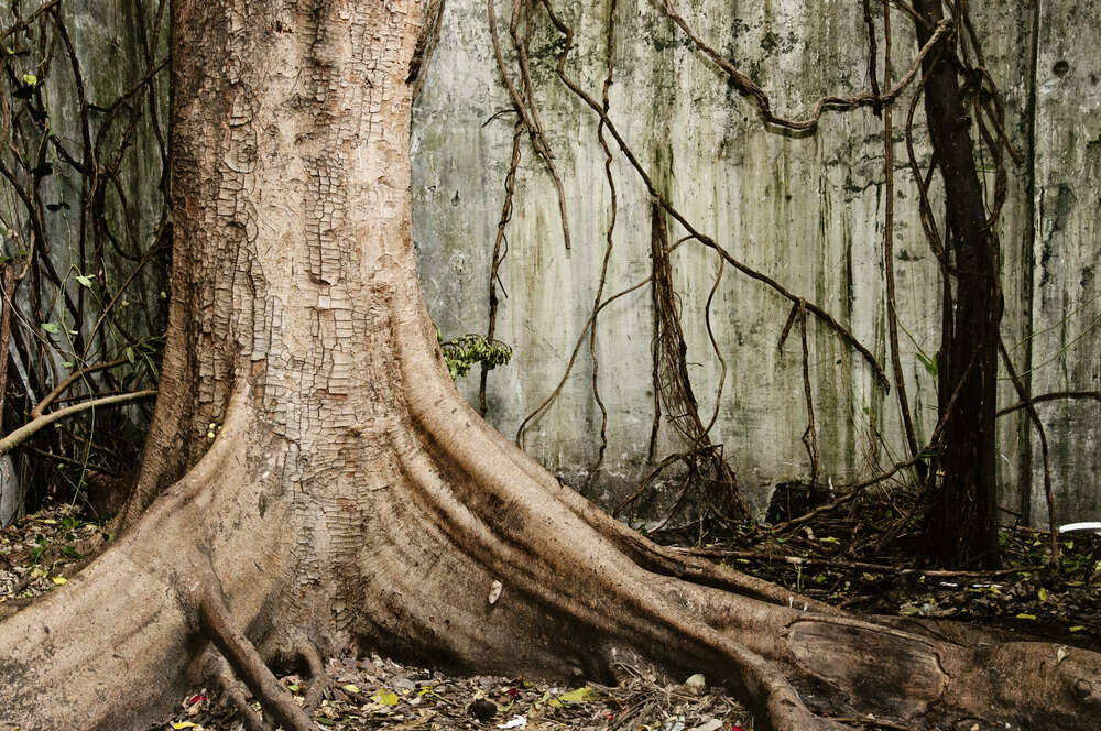 картина-постер Могучее дерево стоит среди джунглей