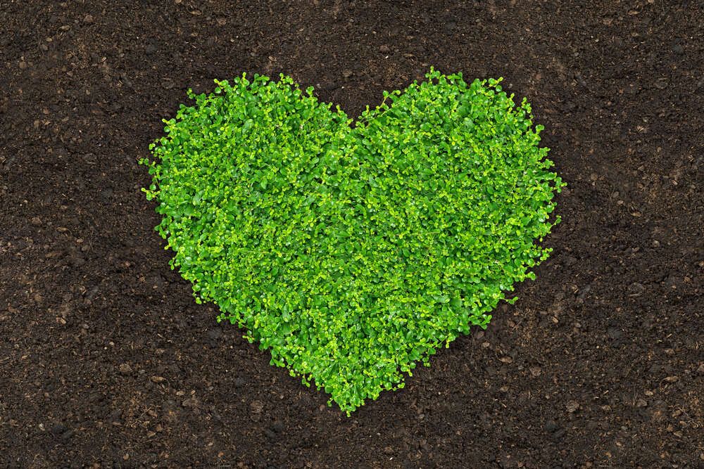 картина-постер Сердце из проросшей на земле зелени