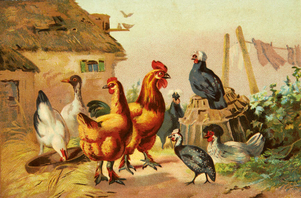 картина-постер Домашні птахи, кури, качки та цесарка, гуляють по двору