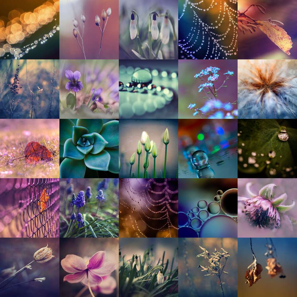 картина-постер Дивовижне поєднання краси квітів та роси у фіолетово-блакитних тонах
