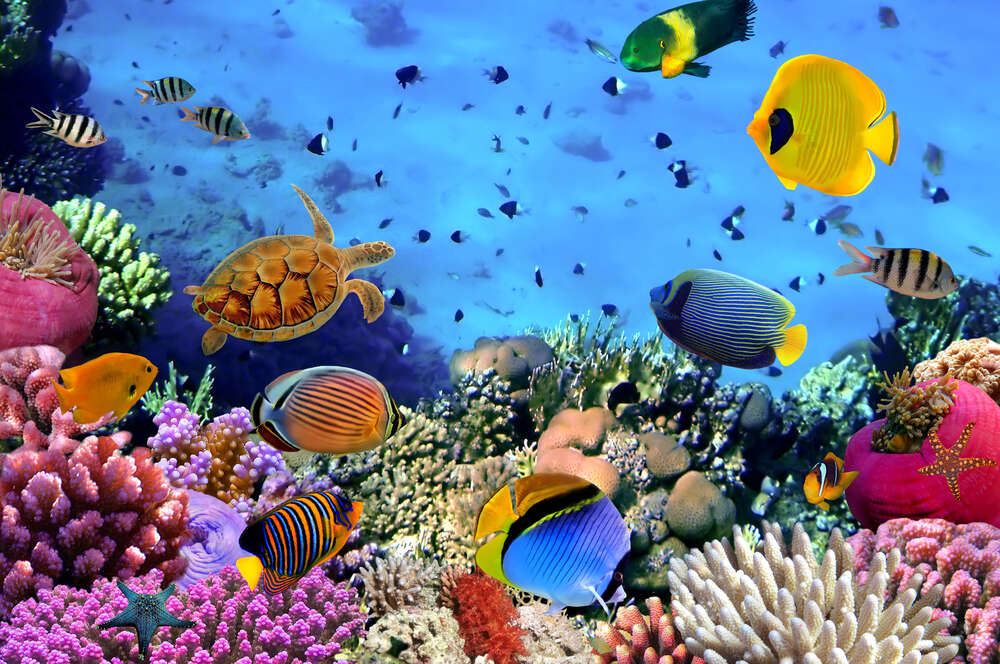 картина-постер Богатый подводный мир кораллов и рыб
